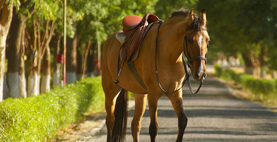 National Research Centre On Equines