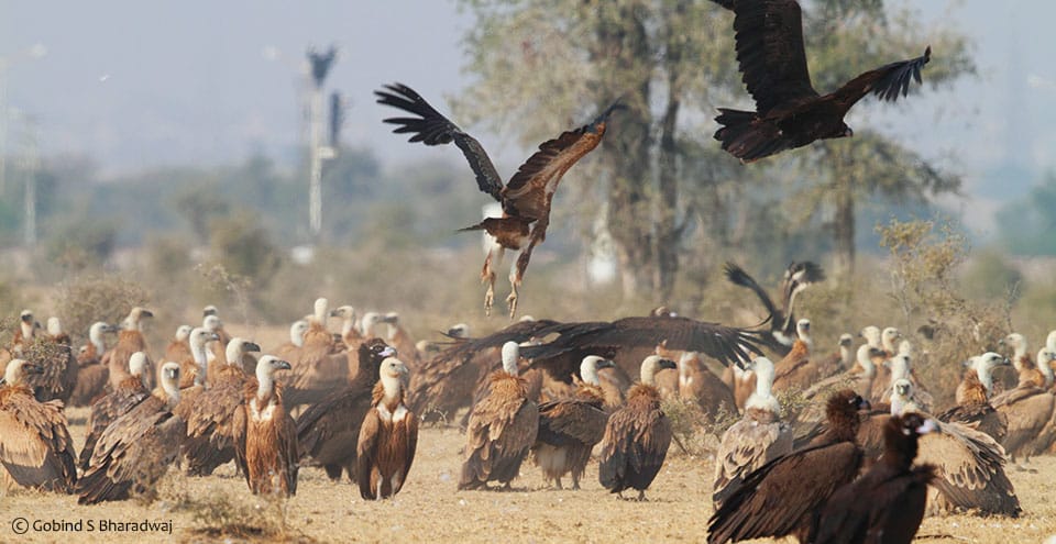 Jorbeer Conservation Reserve