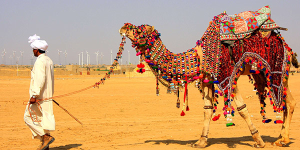 bikaner-camel-0